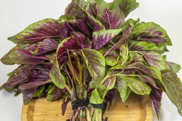 野苋菜根煮水喝主治什么