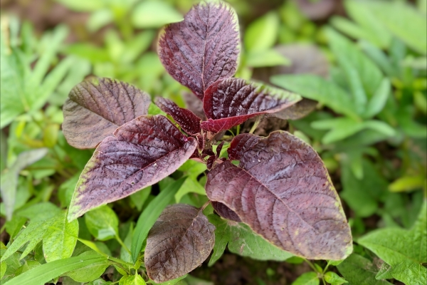 野苋菜根煮水喝主治什么